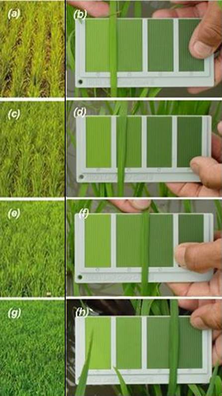 Irri Leaf Color Chart