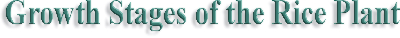 title2.jpg (22263 bytes)