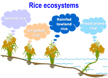 rice ecosystem