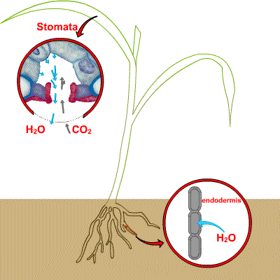 stomata