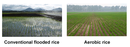 aerobic rice