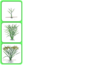 stages of rice growth
