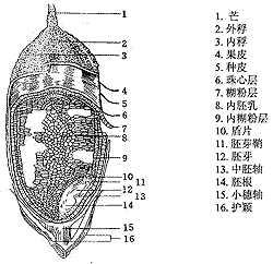 Seed