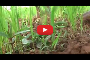 Rice weed management