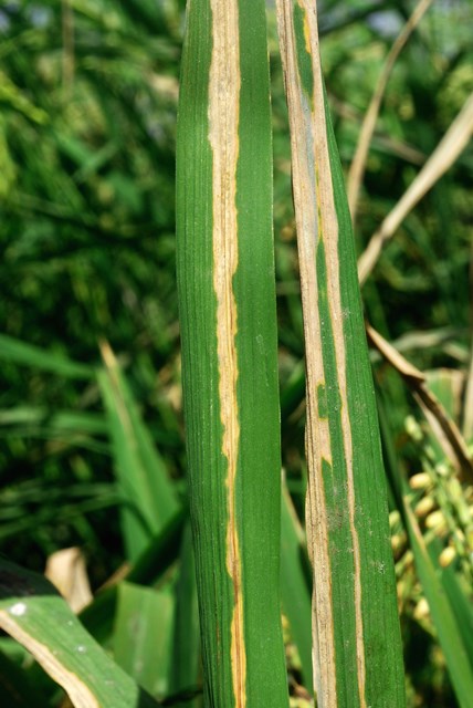 bacterial-leaf-blight-1