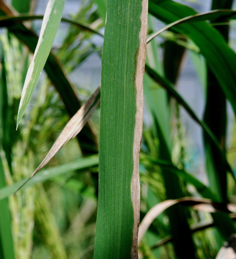 bacterial-leaf-blight-2