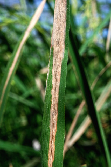 bacterial-leaf-blight-4