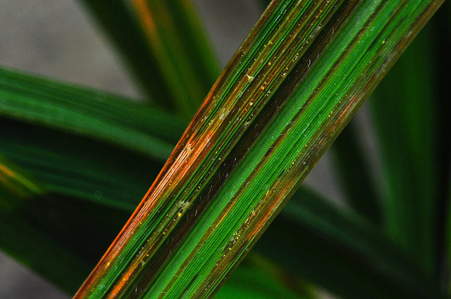 bacterial-leaf-streak-1