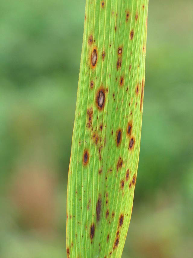 Brown spot - IRRI Rice Knowledge Bank