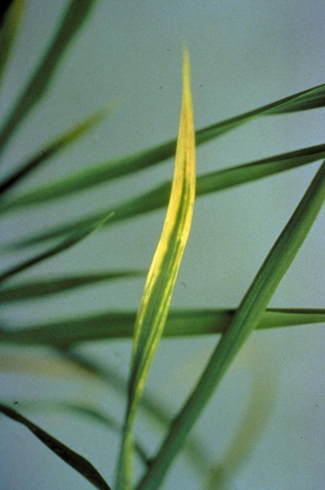 Calcium Deficiency IRRI Rice Knowledge Bank