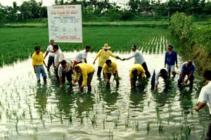 climate-change-ready-salt-tolerant