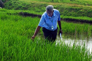 climate-change-ready-submergence-tolerant