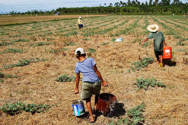 cover-crops-soil-fertility