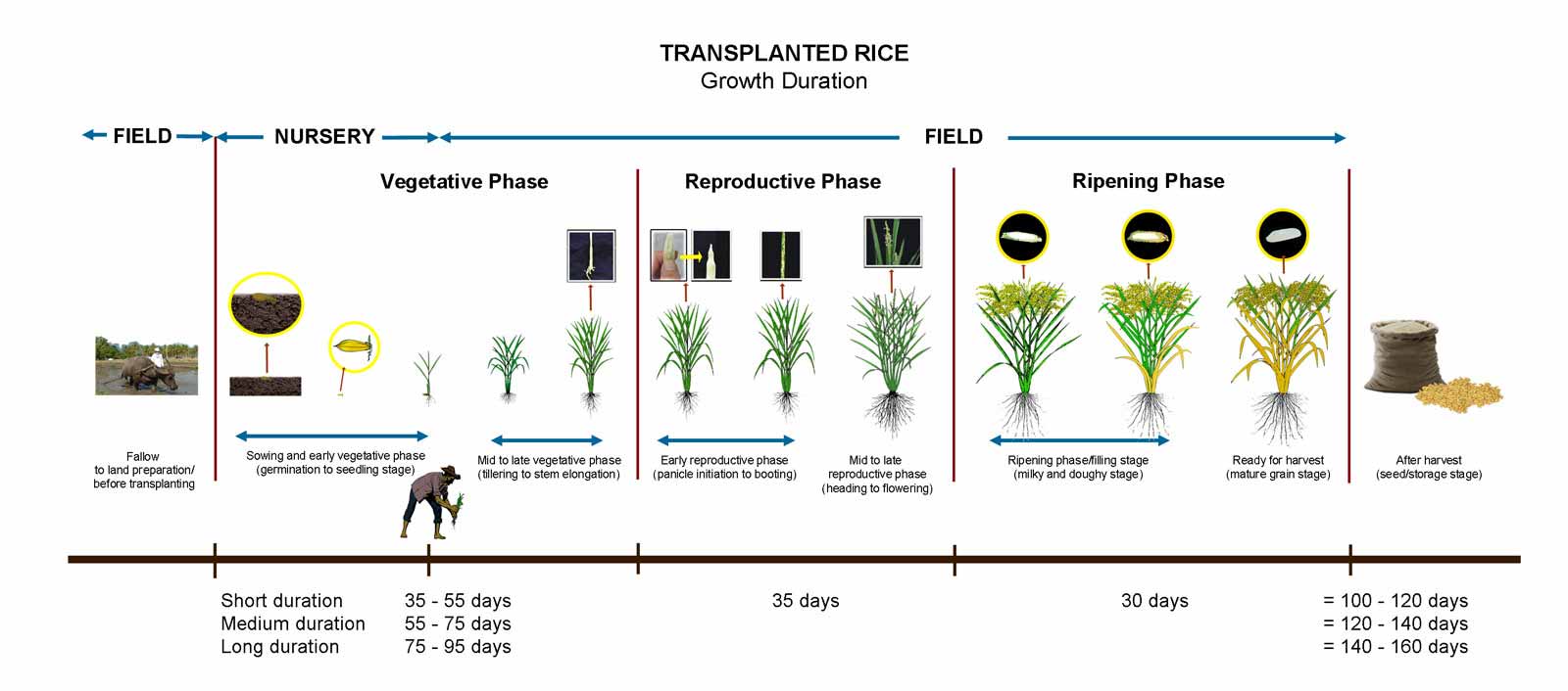 Flow Chart Of Rice Production