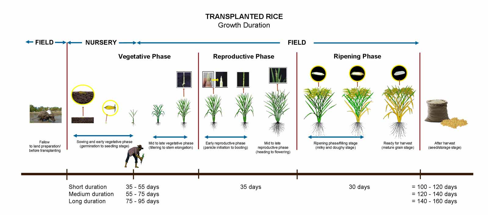 AgriHunt How To Develop A Crop Calendar