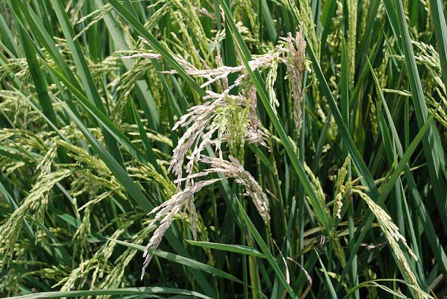 crop-prob-mgt-herbicide-toxicity