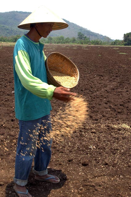 Direct seeding - IRRI Rice Knowledge Bank