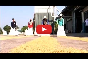 Paddy (Unhusked Rice) Drying Methods