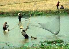 Rice-fish systems - IRRI Rice Knowledge Bank