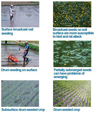 factSheet-wet directseeding