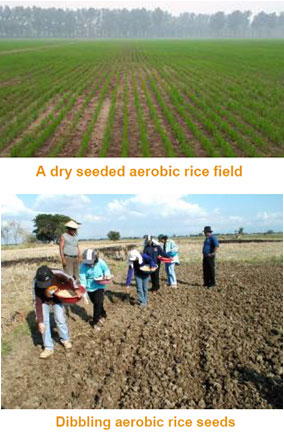 factsheet-AerobicRice1