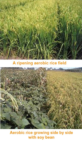 factsheet-AerobicRice2