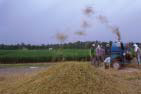 RiceStrawAfterThreshing