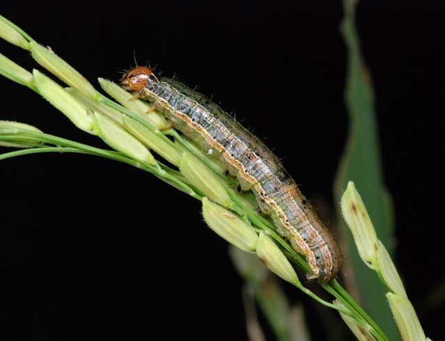 factsheet-armyworm