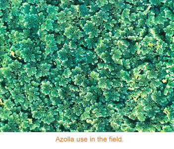 factsheet-azolla