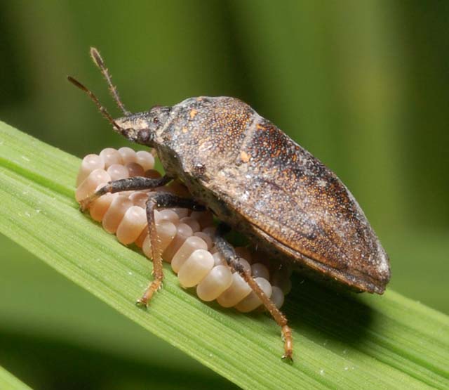 tiny black bugs