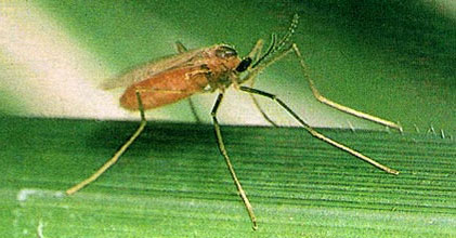 factsheet-gall-midge