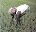 weed control