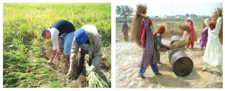 manual harvesting