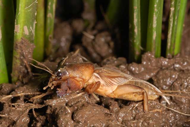 factsheet-mole-cricket