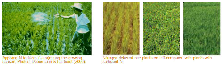 factsheet-n-fertilizer