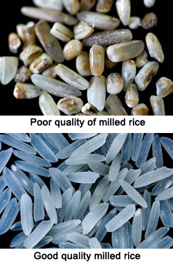 physical-quality milledrice
