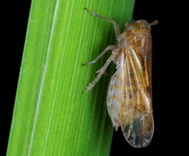 factsheet-planthopper-1