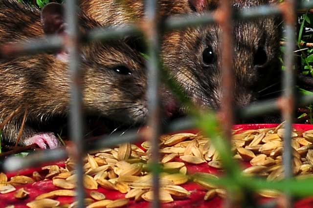 Rodents - IRRI Rice Knowledge Bank