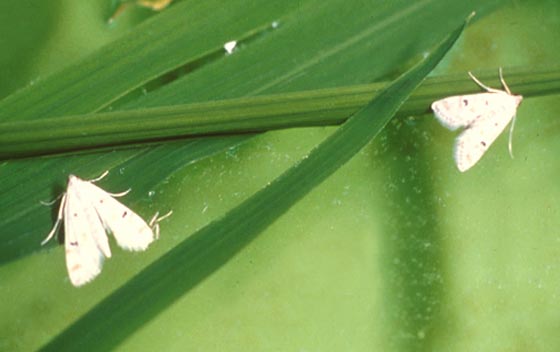 factsheet-rice-caseworm