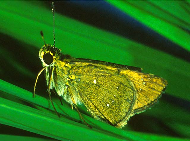 factsheet-rice-skipper