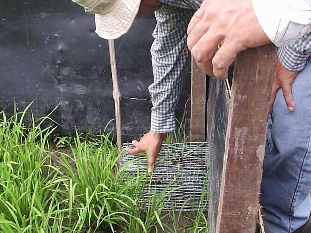 Rodent control (non-chemical) in lowland irrigated rice - IRRI Rice