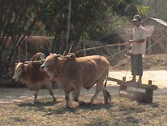 manual threshing