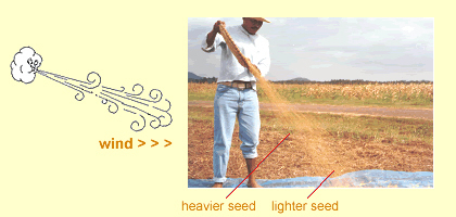 using-goodseed winnowing