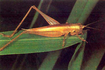 field-cricket