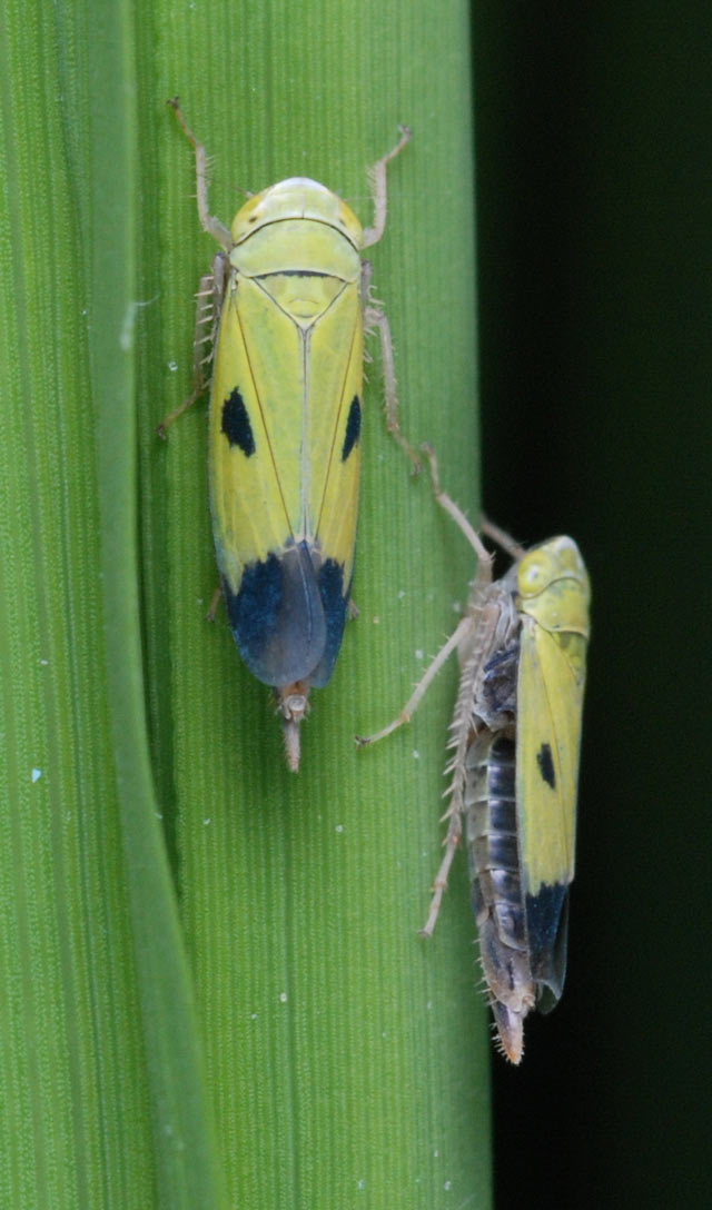 green-leafhopper