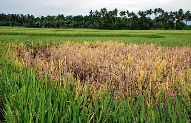 Grain storage - IRRI Rice Knowledge Bank