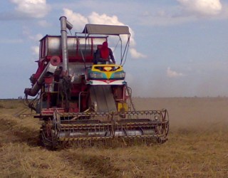 harvesting thai combine