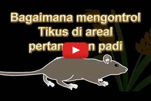 Controlling ricefield rats (Bahasa)