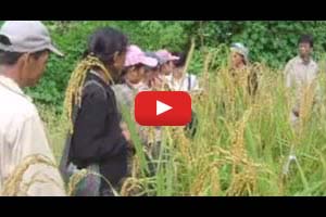 Rice research to improve production in the mountains of Laos