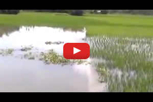 Sub1 rice varieties--in the eyes of farmers from Bangladesh and Nepal